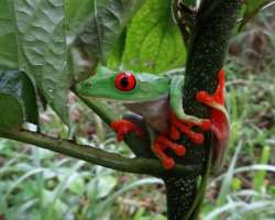 Over two thousand species of vascular plants are f Over two thousand species of vascular plants are found in the forest. More than 300 species of birds, 40 species of mammals, and 126 species of reptil